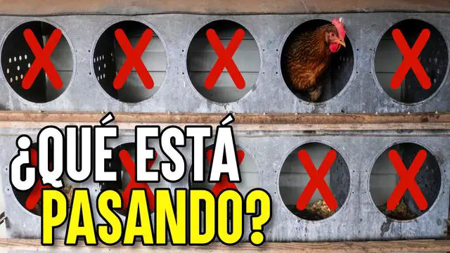 EE. UU. sigue matando millones de gallinas 4 años después del brote de gripe aviar