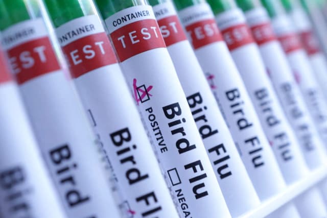 Tubos de ensayo etiquetados como "gripe aviar", el 10 de junio de 2024. (Dado Ruvic/Ilustración/REUTERS Foto de archivo)