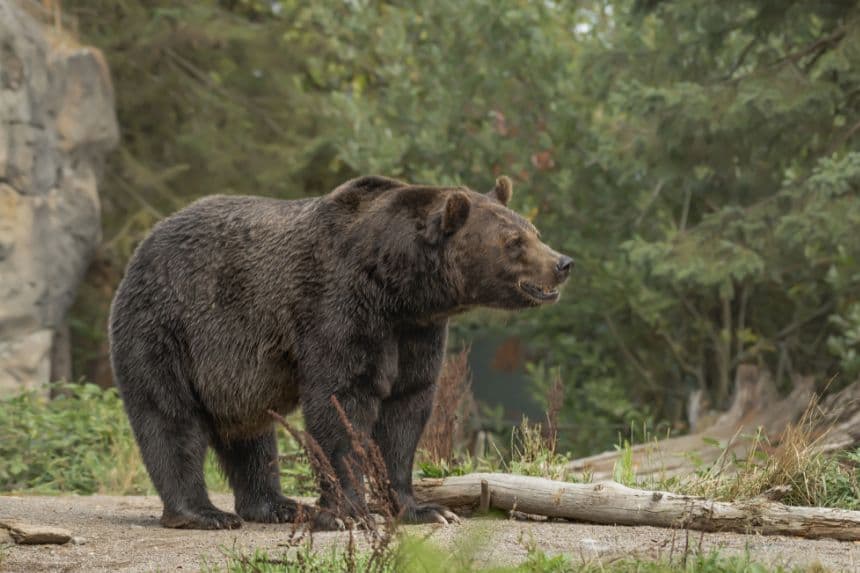 Oso ataca a mujer mientras hacia senderismo