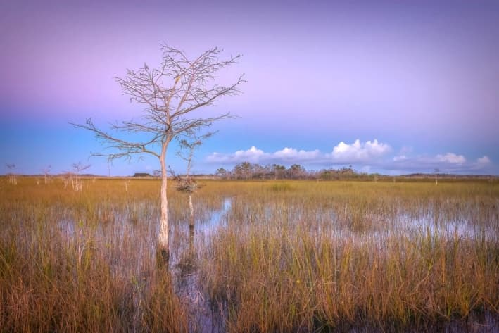 Un pantano en el Parque Nacional Everglades de Florida. (Diana Robinson/Moment/GettyImages)