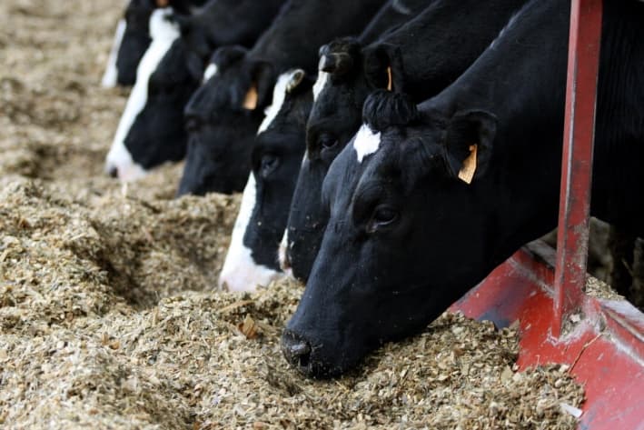 Imagen ilustrativa: Vacas comiendo en una granja. (Kenzo Tribouillard/AFP/Getty Images)
