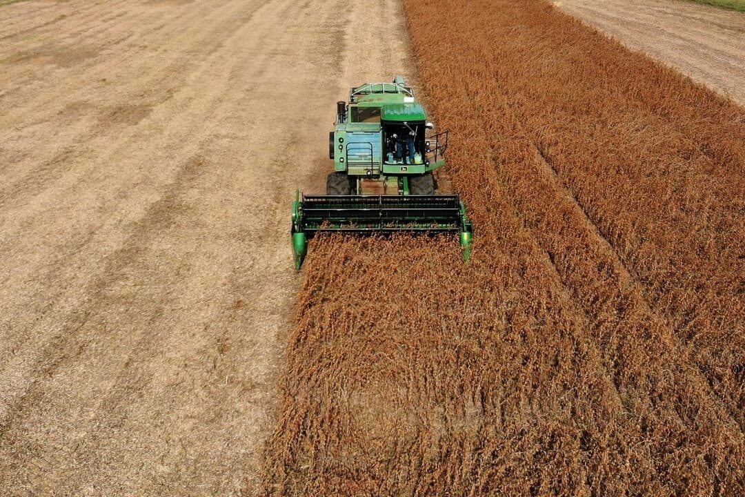 Un agricultor cosecha soja en Owings, Maryland, el 19 de octubre de 2018. (Mark Wilson/Getty Images)