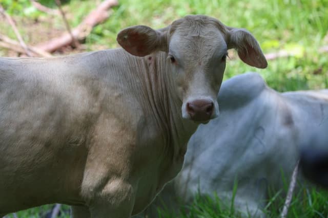 La Secretaría de Agricultura y Desarrollo Rural de México informó este jueves de la detección de un nuevo caso de gusano barrenador en el ganado (GBG) en el estado de Querétaro, proveniente del sur-sureste del país. Fotografía de archivo. (EFE/ Mariano Macz)