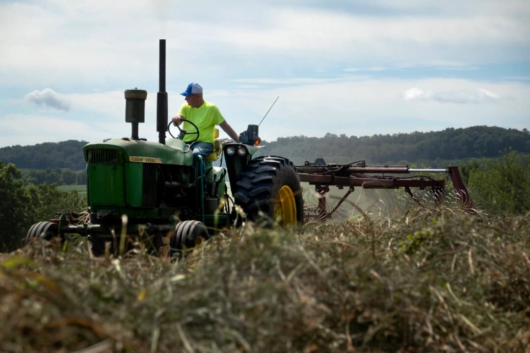 Ken Haas, agricultor de tercera generación, rastrilla el heno recién cortado para que se seque antes de empacarlo, en Elizabeth, Illinois, el 11 de agosto de 2024. (Scott Olson/Getty Images)