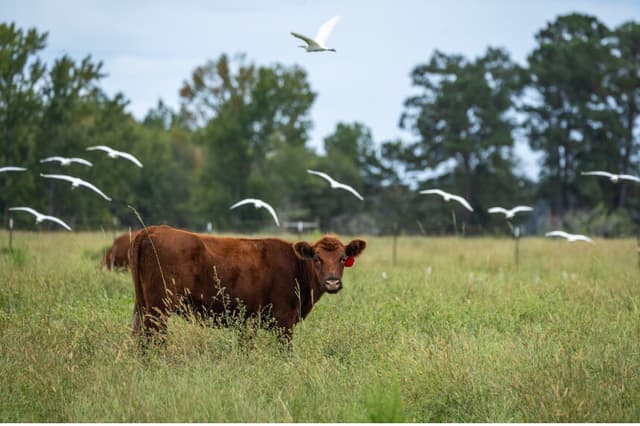 Vacas pastando en una granja en Petal, Misisipi, el 24 de septiembre de 2025. (John Fredricks/The Epoch Times).