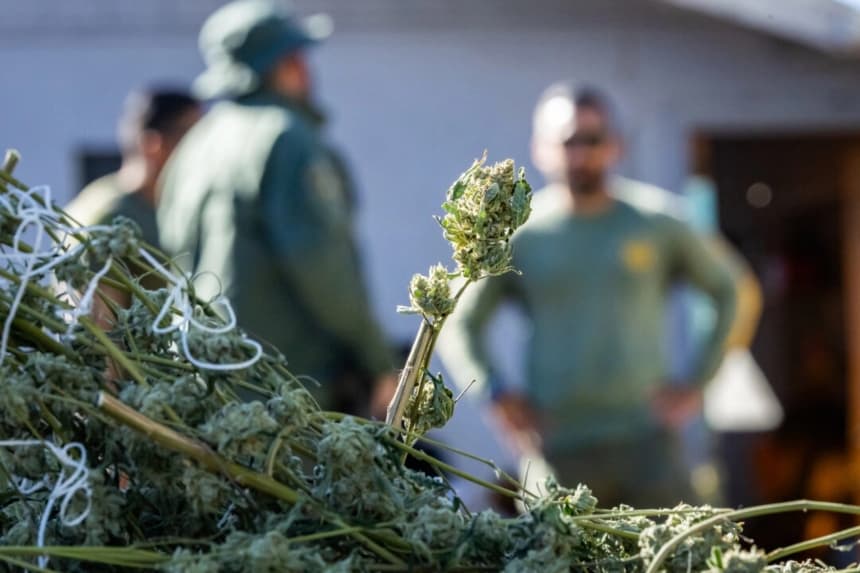 Agentes del sheriff allanaron un cultivo ilegal de marihuana en el condado de Riverside, California, el 4 de noviembre de 2025. (John Fredricks/The Epoch Times)
