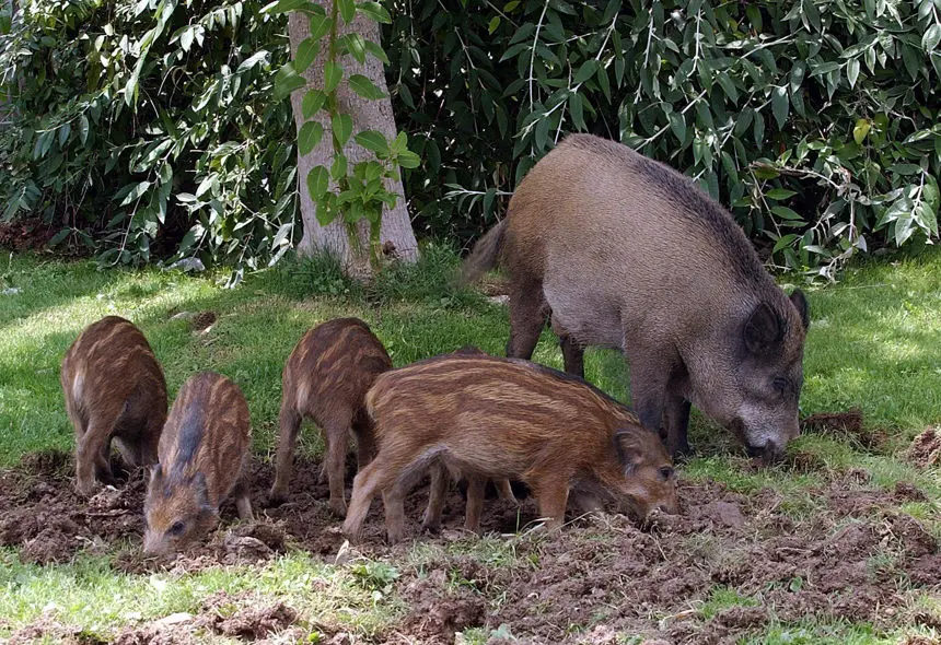 Imagen de archivo de una familia de jabalíes en Collserola, España. (EFE/Toni Albir)