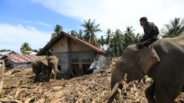 Funcionarios del Ministerio de Medio Ambiente y Silvicultura de Indonesia montan elefantes de Sumatra entre los escombros en Meureudu, Pidie Jaya, Indonesia,este lunes. Cuatro elefantes de Sumatra domesticados fueron desplegados para ayudar a limpiar escombros en la zona afectada por las inundaciones. Según la Agencia Nacional de Gestión de Desastres, las inundaciones y deslizamientos de tierra provocados por el ciclón tropical Senyar han causado la muerte de más de 950 personas en las provincias de Aceh, Sumatra del Norte y Sumatra Occidental. (EFE/ Hotli Simanjuntak)