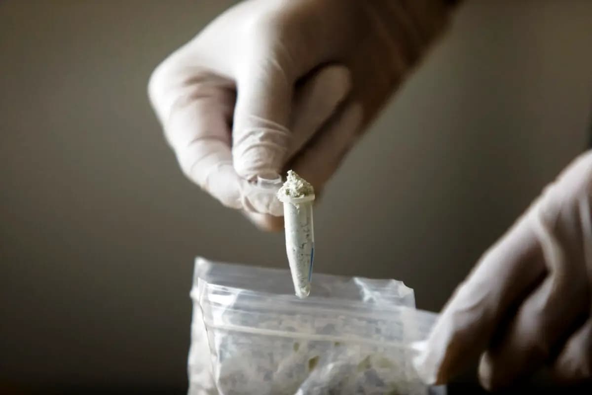 Cárteles mexicanos no son los actores principales en la producción de drogas en Canadá: Policía Montada de Canadá