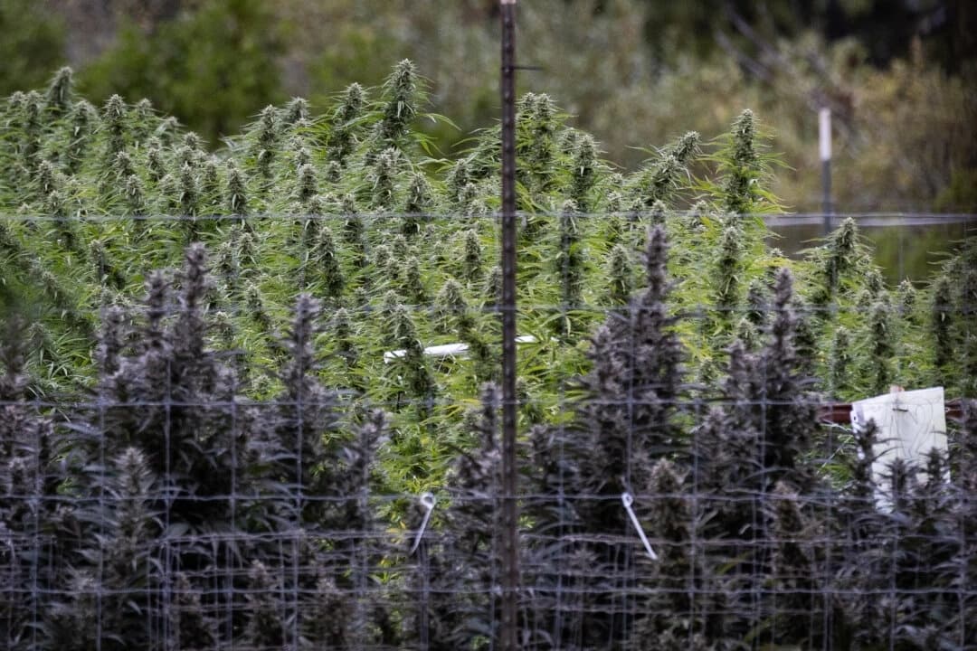 Un cultivo de marihuana en el condado de Mendocino, California, el 9 de octubre de 2025. (John Fredricks/The Epoch Times)