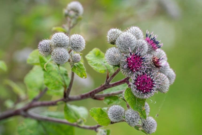 (KajaHiis/Shutterstock)