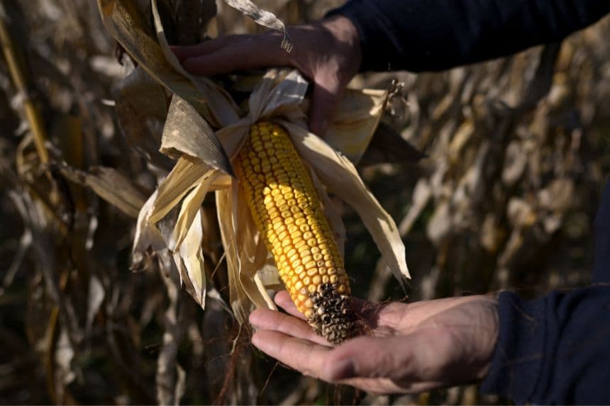 EE. UU. invertirá 40 millones de dólares en centro de maíz y trigo en México