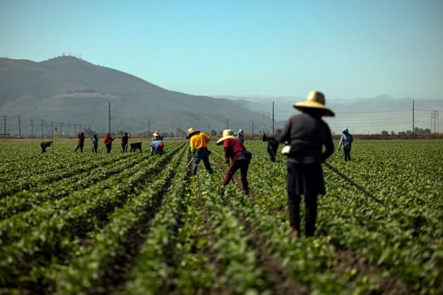 Trabajadores agrícolas deshierban un campo de pimientos bajo el sol mientras el sur de California se enfrenta a una ola de calor, en Camarillo, el 3 de julio de 2024. El 2 de julio, la administración del presidente estadounidense Joe Biden propuso nuevas regulaciones destinadas a proteger a los trabajadores que laboran en temperaturas extremadamente altas, a medida que las olas de calor intensificadas por el cambio climático cubren cada vez más el país. (ETIENNE LAURENT/AFP a través de Getty Images).