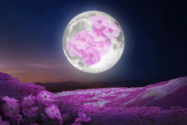Representación artística de la Luna Llena Rosa. (Shutterstock/ Vadim ZH/ Efasein/ katayama1492/ Kabar/ CameraObscura82/ Radovan1/ The Epoch Times)