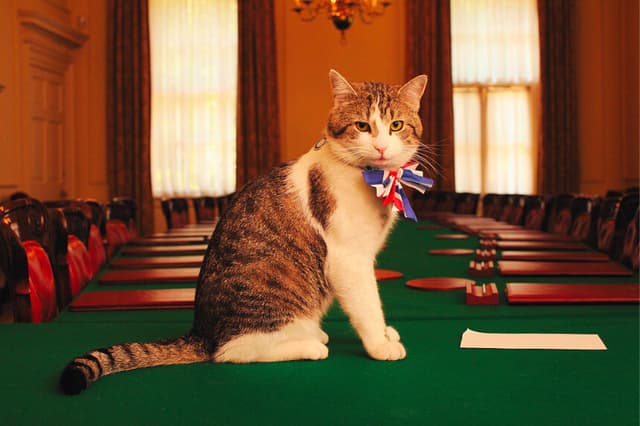 Imagen ilustrativa de un gato luciendo un moño con la bandera británica en la Sala del Gabinete del número 10 de Downing Street, el 28 de abril de 2011, en Londres, Inglaterra. (James Glossop - WPA Pool/Getty Images)