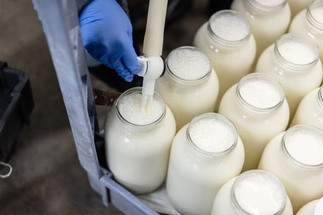 Imagen ilustrativa: Leche bronca fresca de la ordeña de la mañana en la granja Freedom Hill en Otisville, Nueva York, el 29 de enero de 2023.(Samira Bouaou/The Epoch Times)