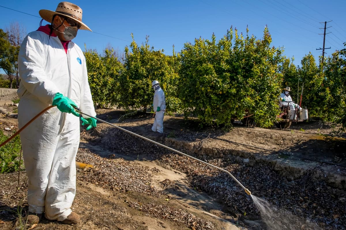 Trabajadores agrícolas fumigan contra insectos y malezas dentro de los huertos de una granja frutal en Mesa, California, el 27 de marzo de 2020. (Brent Stirton/Getty Images)
