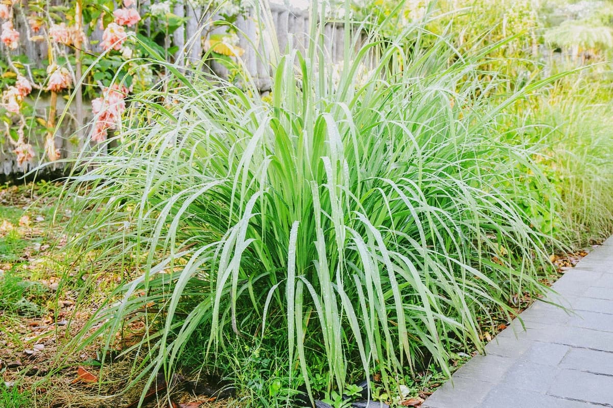 Estudios sugieren que hierba de limón muestra potencial anticancerígeno sin dañar las células sanas