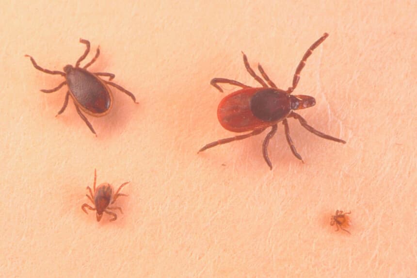 Residentes del condado de Orange: Protéjanse de picaduras de garrapatas y mosquitos