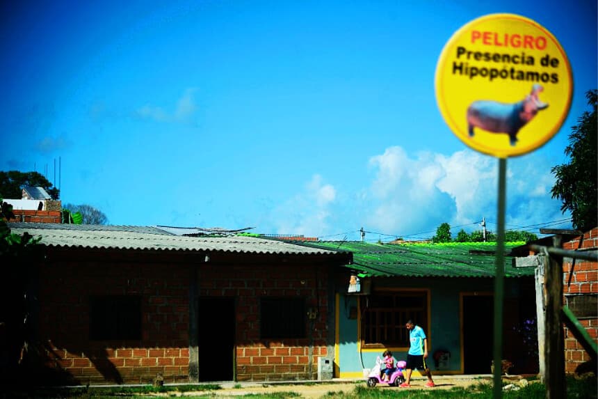 Los hipopótamos de Escobar volarían hacia refugio millonario en India