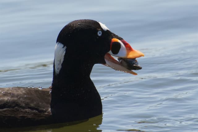 Un pato marino captura un valioso mejillón. (Cortesía de Karen Gough)