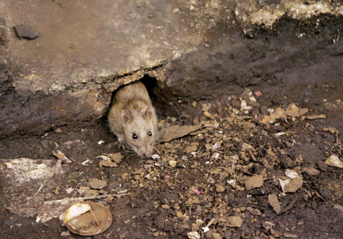 Hantavirus: virus poco frecuente pero mortal afecta a un crucero, a qué hay que prestar atención