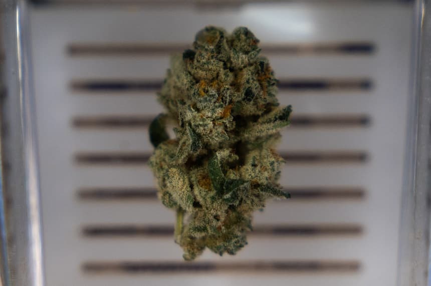 Demandan a vendedores de marihuana por presuntamente no advertir a consumidores de los riesgos