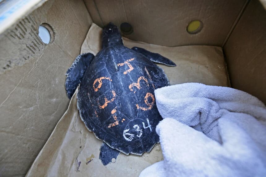 Caza furtiva de 1700 tortugas protegidas da lugar a cargos por tráfico ilegal en Arizona