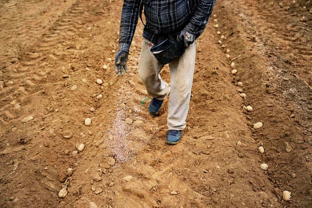 Unos trabajadores esparcen fertilizante tras plantar papas en Bluff View Farms el 24 de abril de 2026 en West Jefferson, Carolina del Norte. (Allison Joyce/Getty Images)