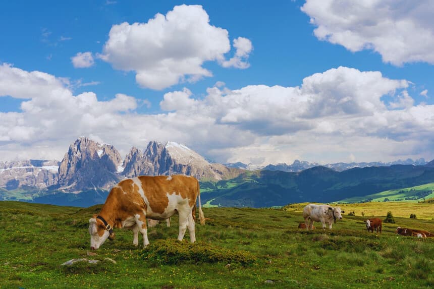 Fatal ataque de vacas deja a una mujer muerta y un hombre herido
