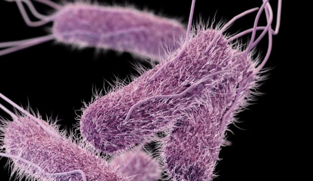 Esta ilustración muestra una imagen tridimensional generada por computadora de la bacteria salmonella. (CDC)