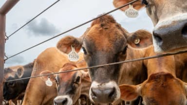 Gusano barrenador se propaga fuera de Texas mientras se detectan más casos