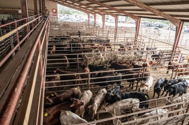 Vacas en la subasta de ganado Triple G en Rio Grande City, Texas, el 10 de octubre de 2025.(Samira Bouaou/The Epoch Times)