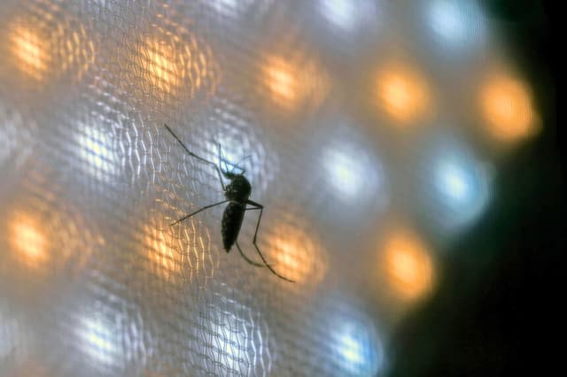 Un mosquito en una jaula en Curitiba, Brasil, el 19 de marzo de 2026. (Nelson Almeida/AFP vía Getty Images).