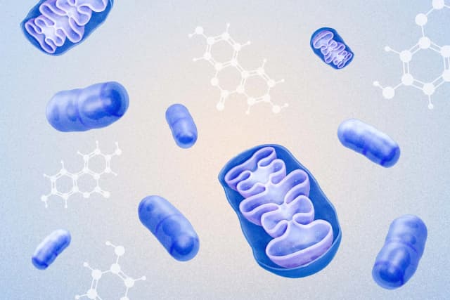 Urolitina A podría ser el compuesto clave para rejuvenecer sus células y ganar energía. (Ilustración de The Epoch Times, Shutterstock).