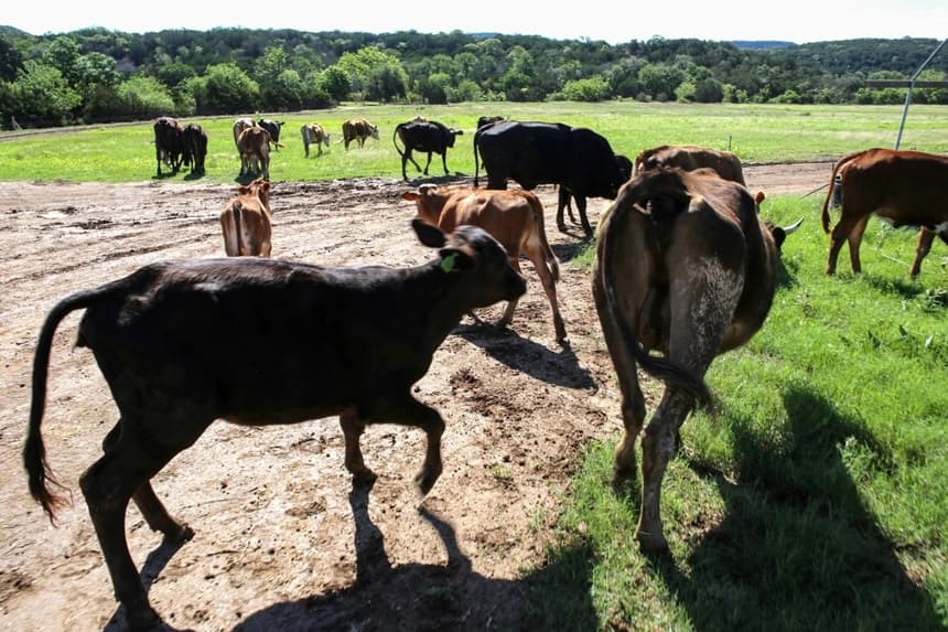 Casos de gusano barrenador aumentan a 15: Departamento de Agricultura de EE. UU.