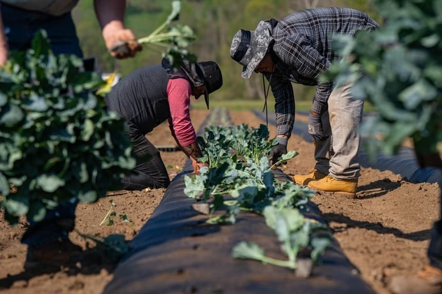Trump suspende los aranceles de importación sobre los fertilizantes marroquíes