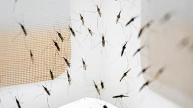 Lo que debe saber sobre el caso de malaria en Jalisco durante el Mundial 2026