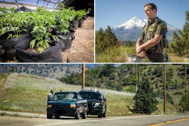 Arriba izq: Plantas de marihuana ilegales crecen dentro de invernaderos cubiertos en las afueras de Montague, California, el 4 de junio de 2026; Arriba der: El sheriff del condado de Siskiyou, Jeremiah LaRue, participa en operaciones de control de marihuana en las afueras de Montague, California, el 4 de junio de 2026; Abajo: Un agente del Departamento del Sheriff del Condado de Siskiyou detiene un vehículo en las afueras de Montague, California, el 7 de mayo de 2024. (John Fredricks/The Epoch Times)