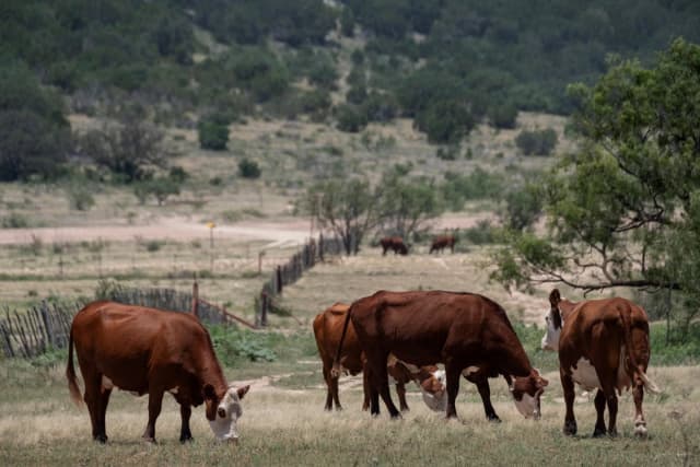 El ganado pasta en un campo adyacente a la Carretera Estatal 163 de Texas, al sur de Ozona, Texas, el 22 de junio de 2026. (Joel Angel Juárez/Reuters)
