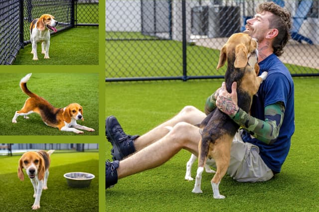 Rich Macklem, empleado de Big Dog Ranch Rescue, juega con unos beagles rescatados de la cadena de laboratorios de investigación en Loxahatchee Groves, Florida, el 29 de junio de 2026. (Foto de Natasha Holt para The Epoch Times).