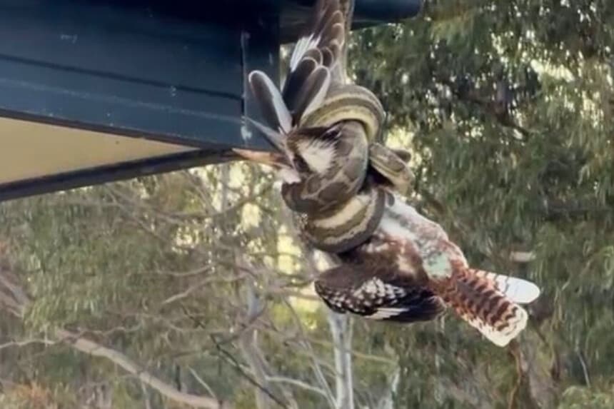 Cucaburra regresa de entre los muertos, podría ser el animal más afortunado de Australia