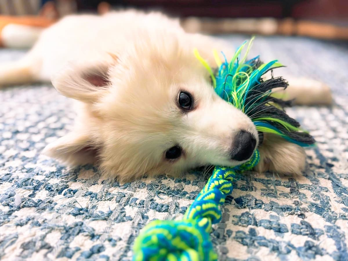 Una nueva oportunidad en la vida: Cómo los samoyedos abandonados encontraron un hogar definitivo