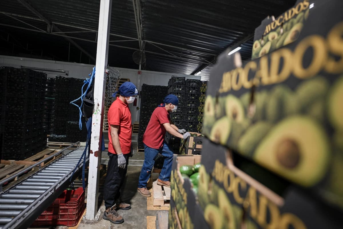 Estados Unidos reanuda parcialmente las inspecciones de aguacate en México
