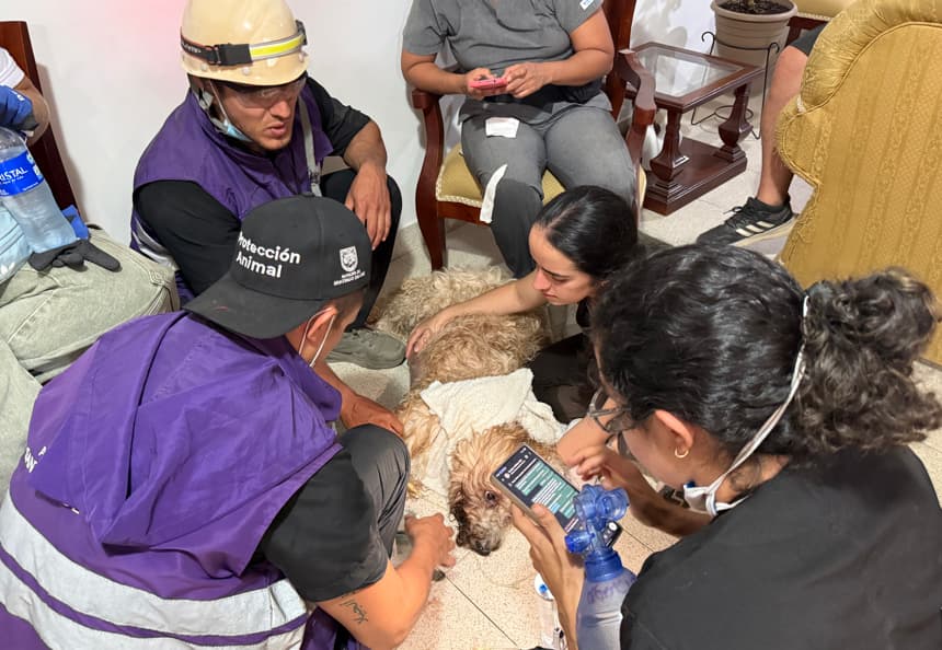 El rescate de Antonio, un perro entre los escombros, renueva la esperanza de una familia en Cali