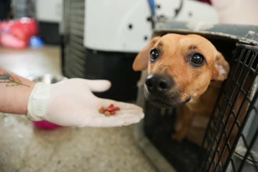 Tras el terremoto en Colombia, perros y gatos esperan volver con sus dueños