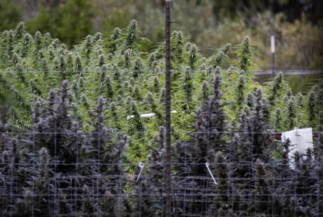 Agricultores cultivan marihuana en las afueras de Covelo, California, el 9 de octubre de 2025. (John Fredricks/The Epoch Times)