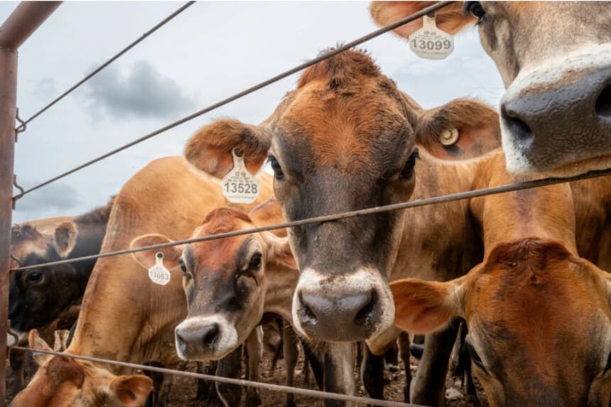 El USDA brinda nuevas ayudas para que ganaderos reconstruyan sus hatos de ganado