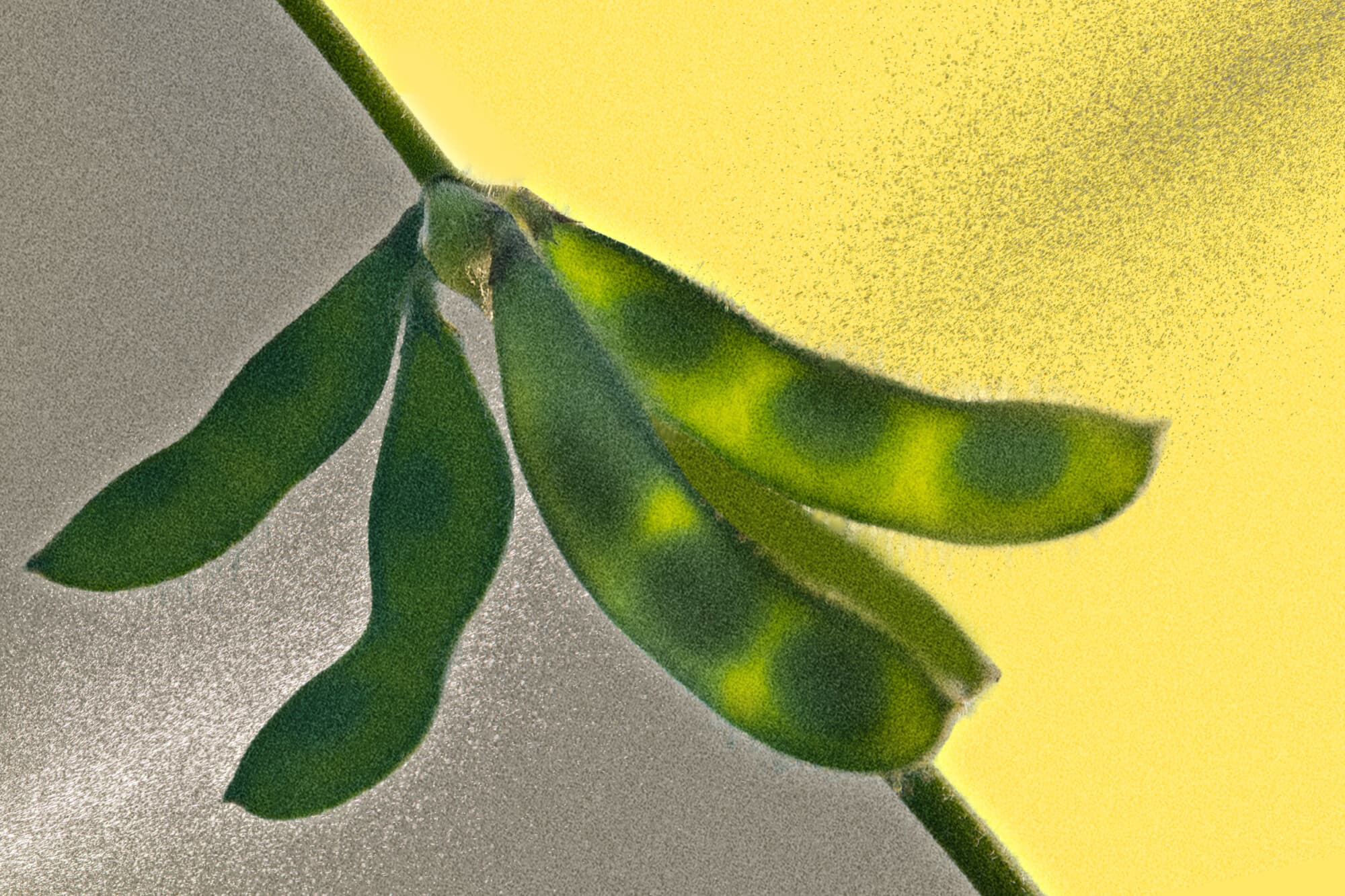 Nuevos pesticidas PFAS están entrando en nuestro sistema alimentario, revelando un dilema. (Ilustración de The Epoch Times, Getty Images).
