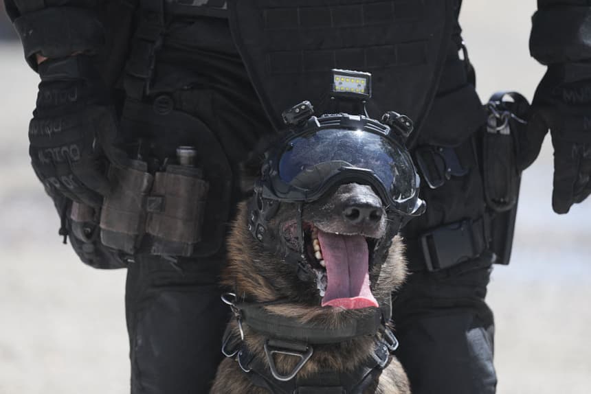 Perro de la Guardia Nacional encuentra cerca de 80 kilos de cocaína en un camión de tunas